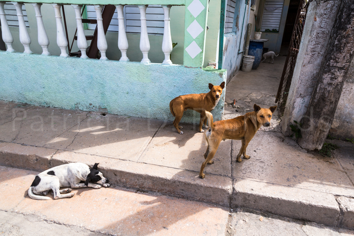 Spot-with-brown-dogs