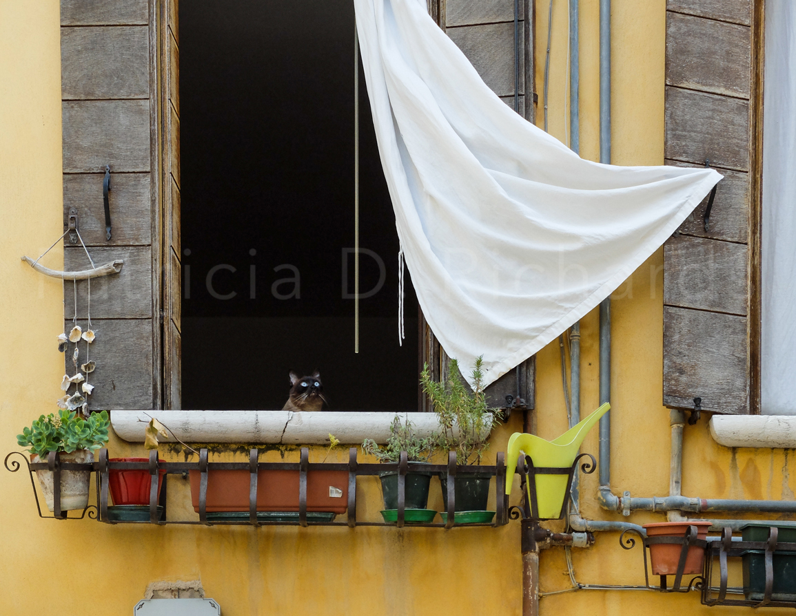in the window