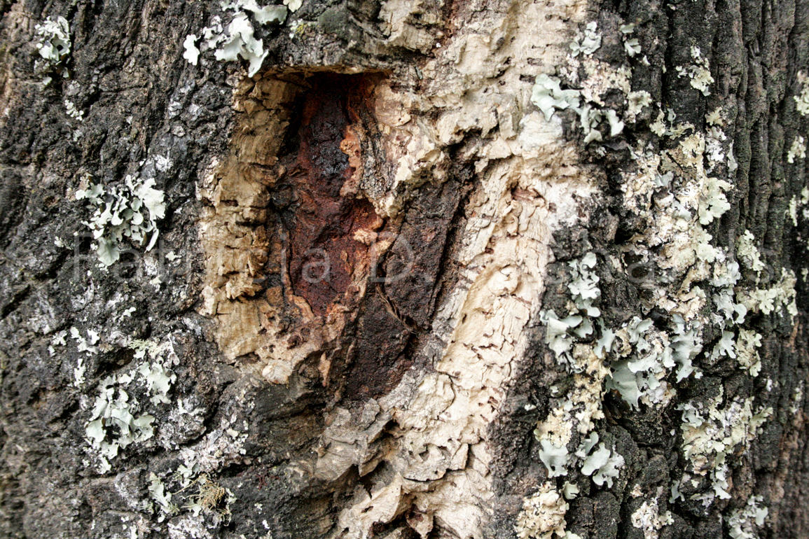cork tree