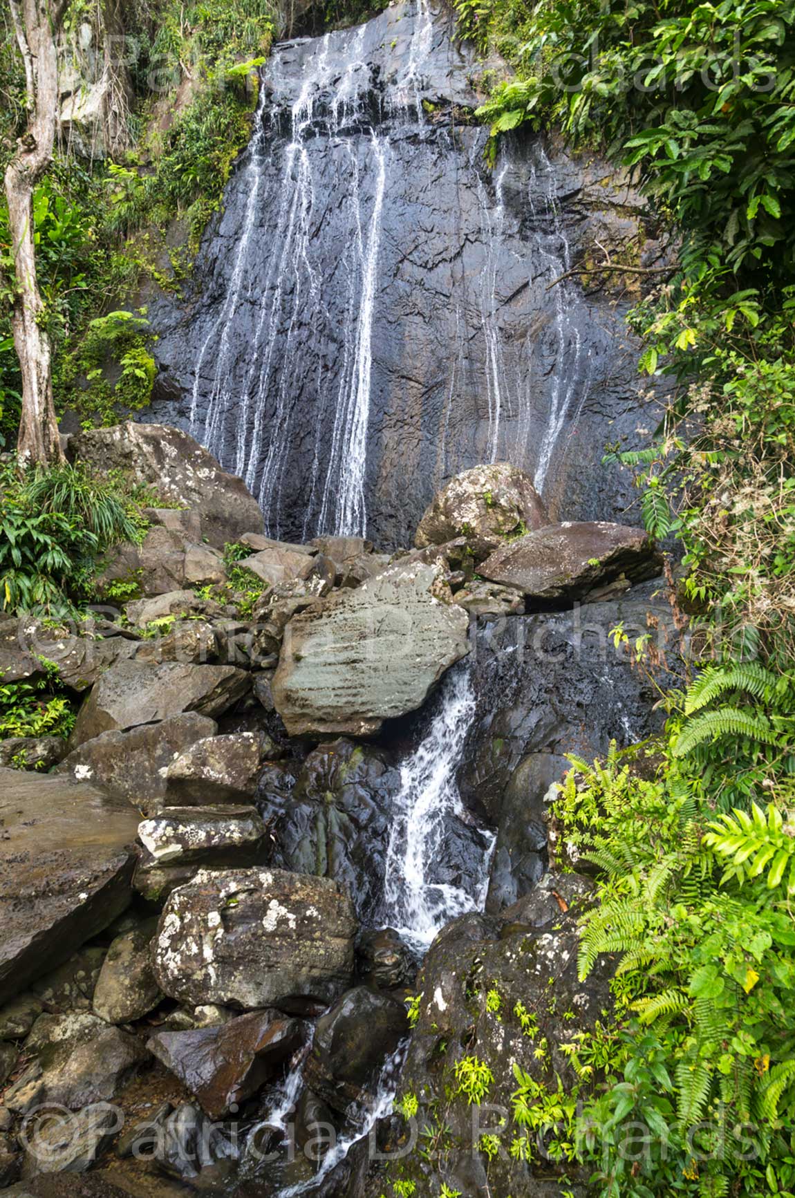 tropical-rain-forest