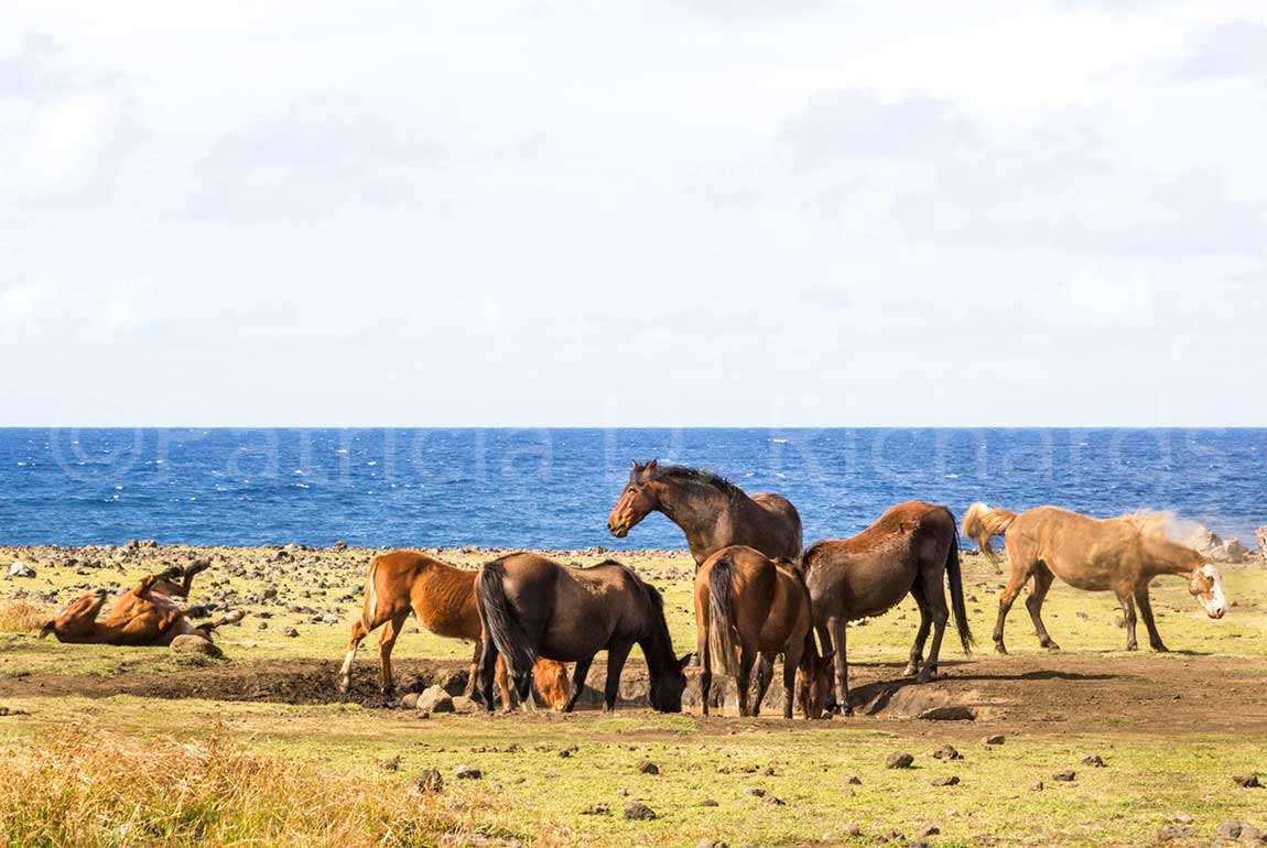 wild-horses-of-rapa-nui