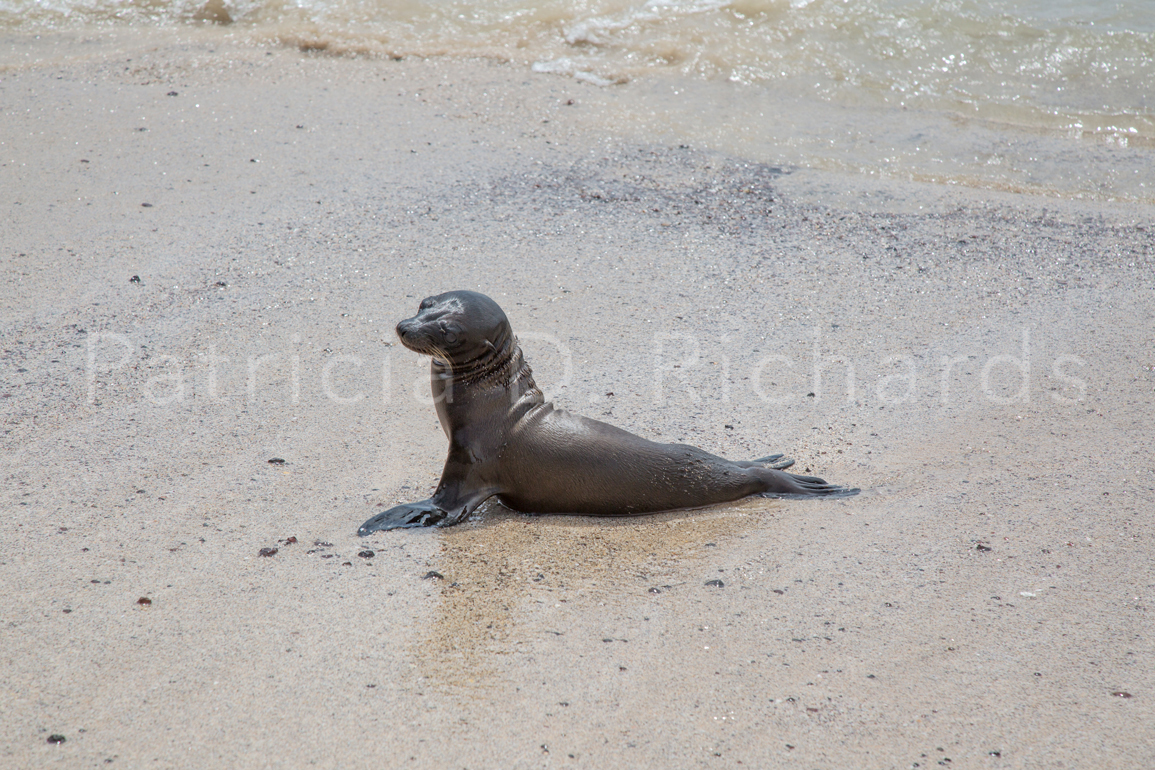 three month old sea lion