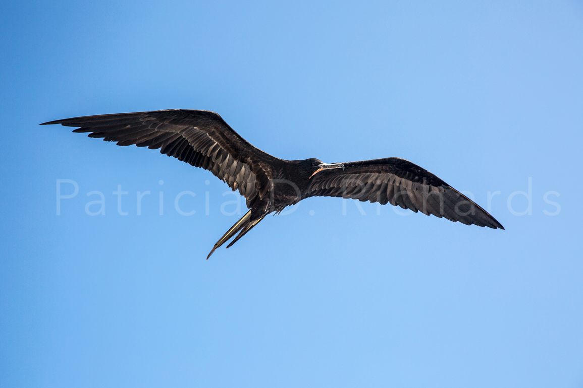 frigate bird