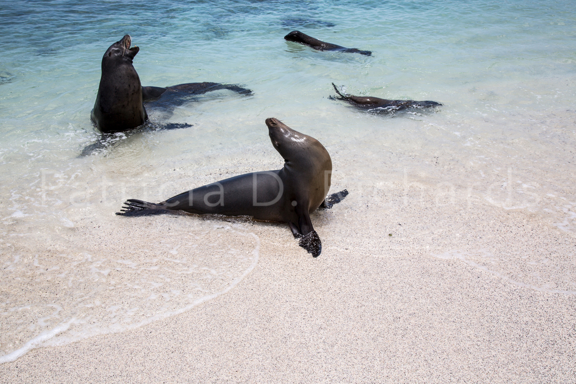sea lions